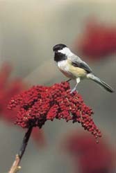 Carolina Chickadee